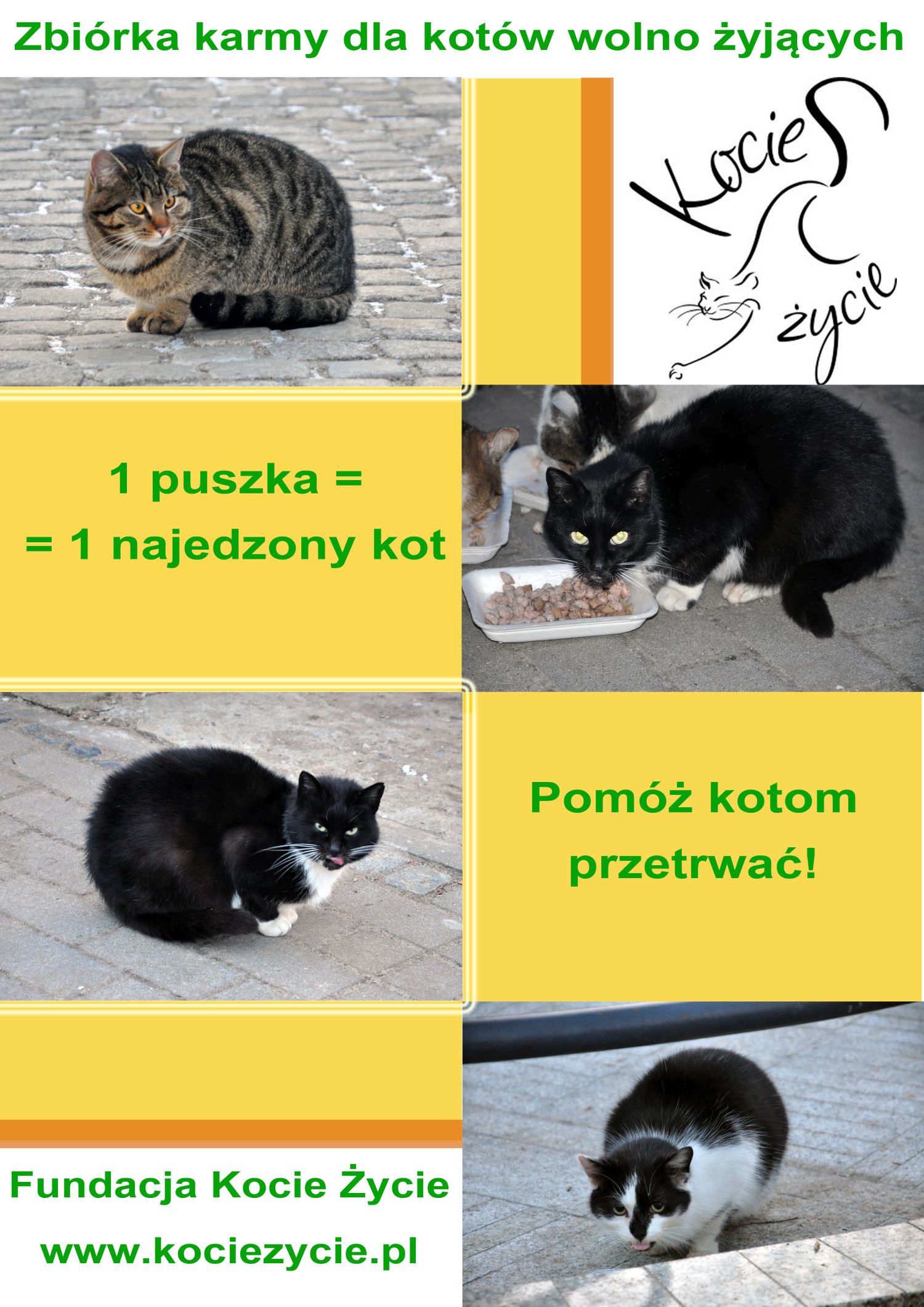 Zbiórka dla fundacji „Kocie życie”