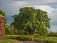 Europejskie Drzewo Roku 2015